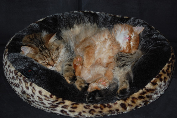 man gehts mir gut.jpg